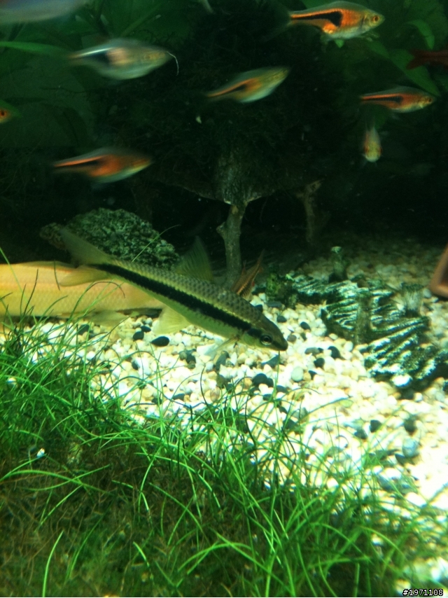 (台南市)這些燈科魚+水草~詳見內容