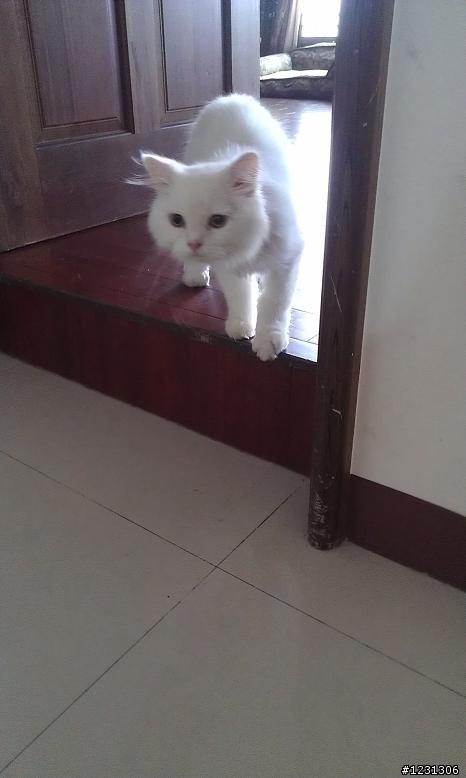 [已送養]一歲多白波斯送養