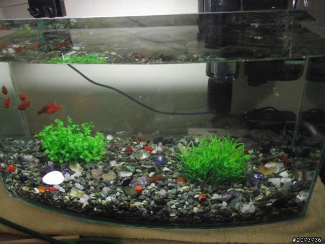 我家魚缸進化史~