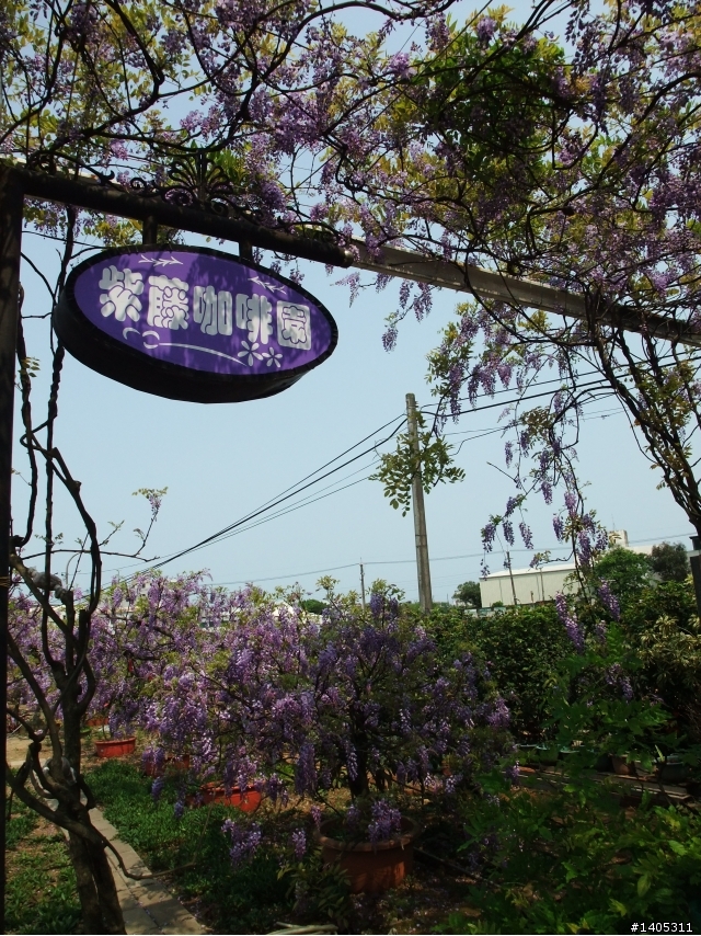 紫藤咖啡園