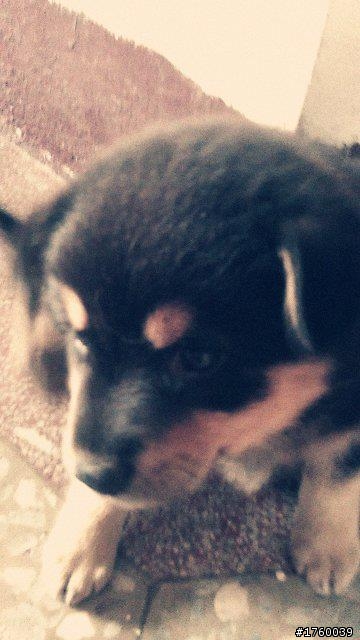 請問這個小帥哥是甚麼犬???