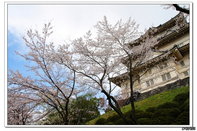 [SKYWAVE TYPE-S]桜X小田原城