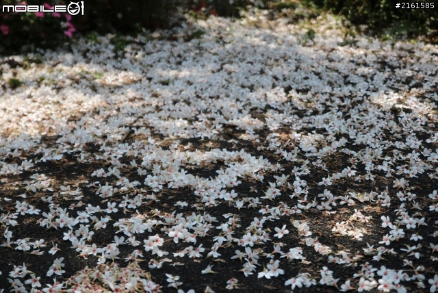 新竹縣關西鎮馬武督桐花季賜福公園