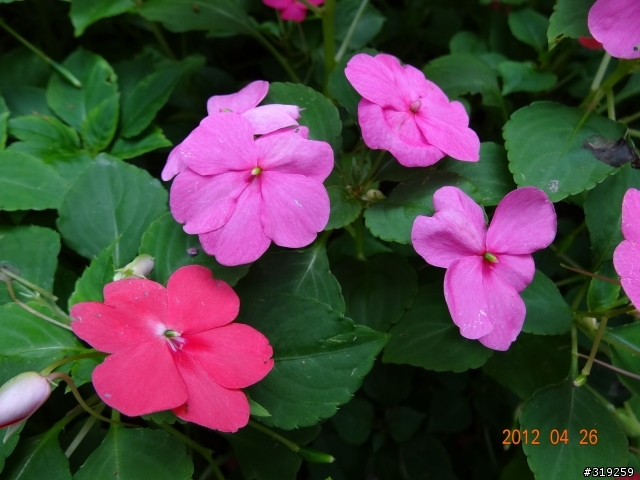 SONY DSC-HX30V 隨意拍