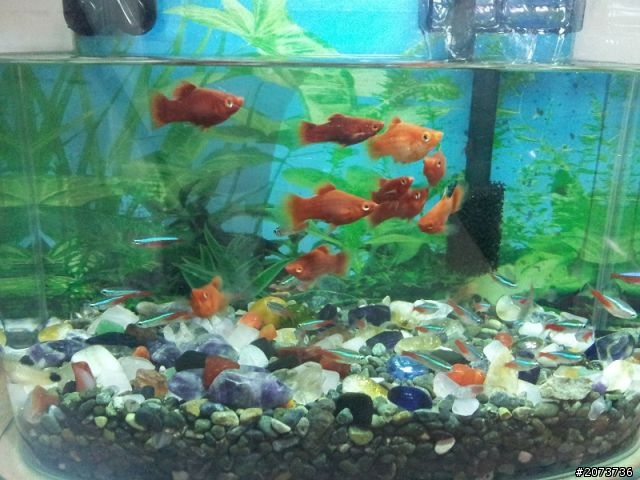 我家魚缸進化史~