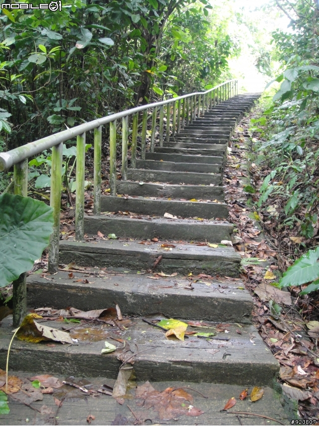 20120421  荷苞山賞桐登山階梯步道