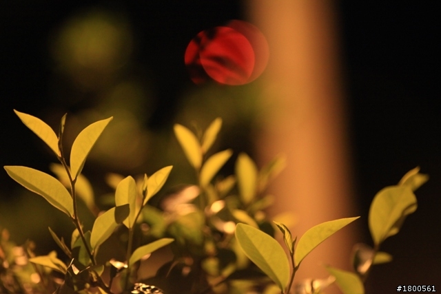 夜晚的花草也能蓋大樓嗎??