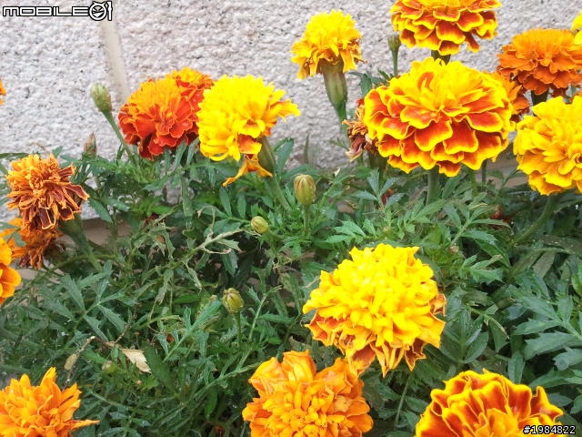 請大家幫忙看看這些花怎麼了？