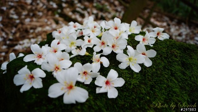 桐花開，賞桐趣
