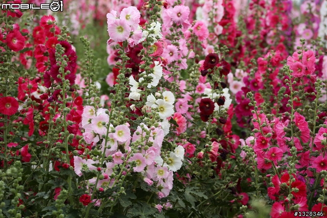 學甲   蜀葵花田 [ 創意花田好地方,請大家告訴大家 ]