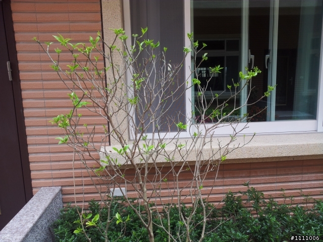 請問這個植物叫什麼名稱