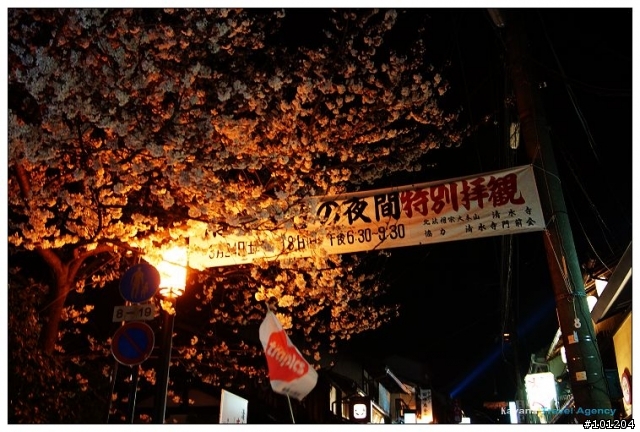 ＜春。京都花見＞清水寺夜間特別拜觀。夜櫻之美 無須滿開。