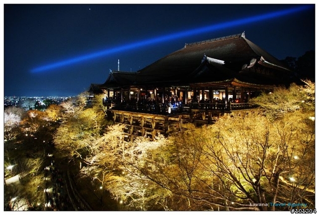 ＜春。京都花見＞清水寺夜間特別拜觀。夜櫻之美 無須滿開。