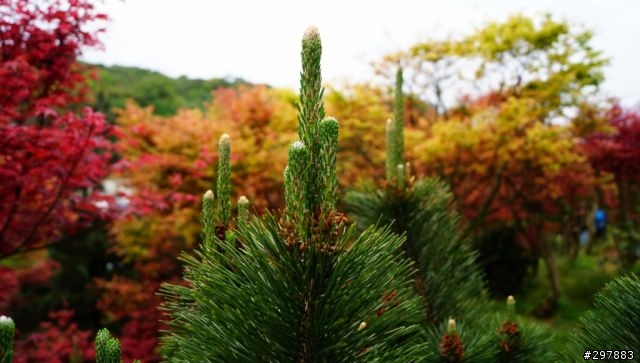 楓葉紅了-台北奧萬大