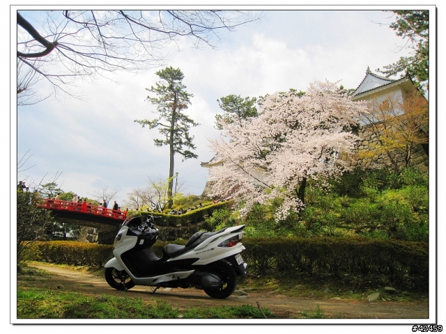 [SKYWAVE TYPE-S]桜X小田原城