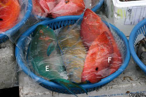問一下這些海魚的名字