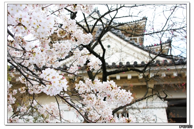 [SKYWAVE TYPE-S]桜X小田原城