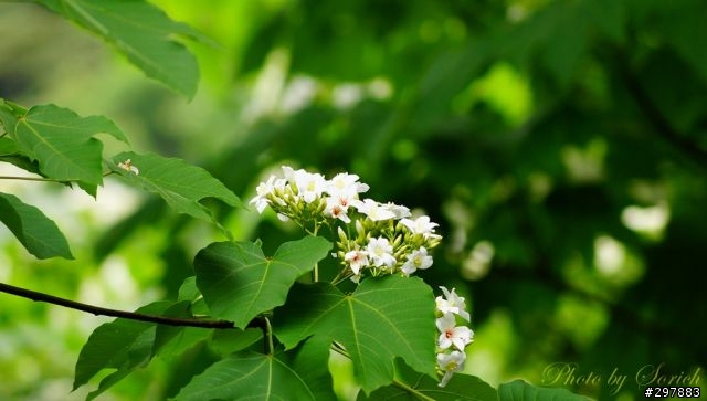 桐花開，賞桐趣