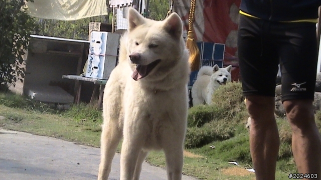 可貼秋田犬圖片讓大家看嗎?