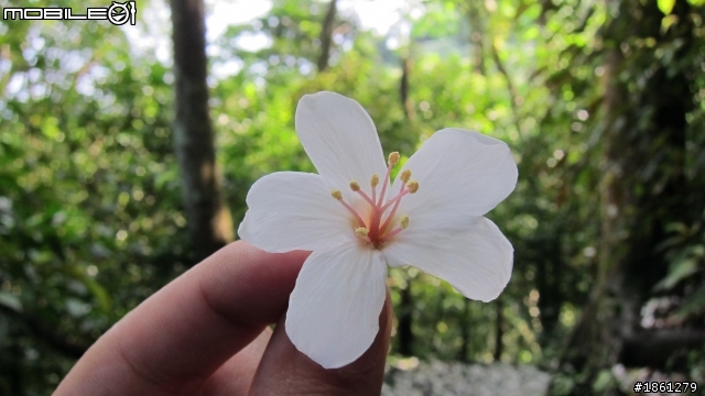 桐花舞紛飛－大艽芎古道