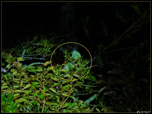 2012.04.01_機車△_阿里山櫻花、雲海、日出