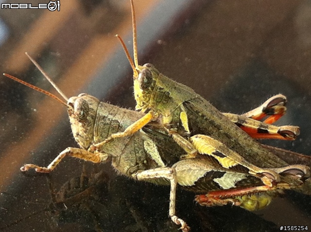 發現Luxgen Suv上演車震，當下如何處理？