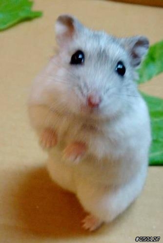 "鼠"在口愛...*(^0^)／★＼(^0^) *.