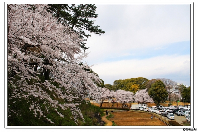 [SKYWAVE TYPE-S]桜X小田原城