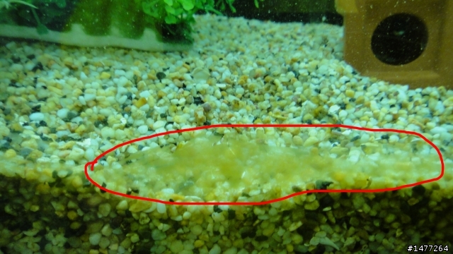 請問我的魚缸長了什麼阿