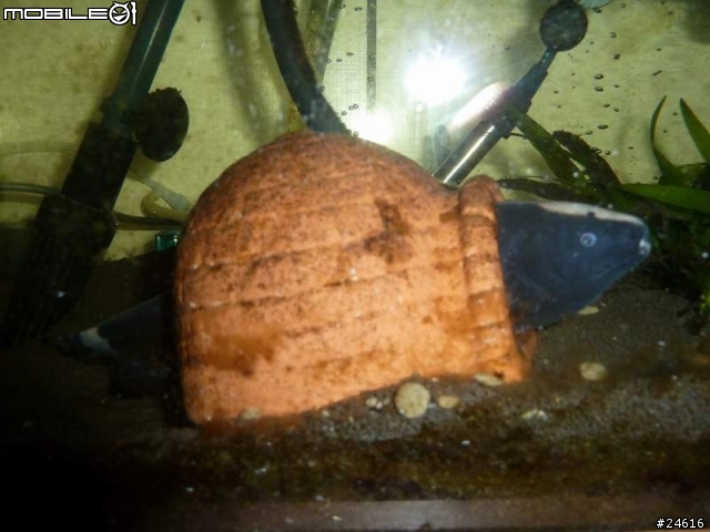 請推薦新造景給魔鬼魚當新家~~