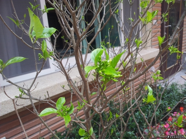 請問這個植物叫什麼名稱