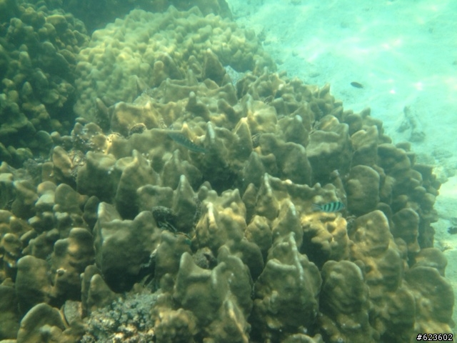 帶著我的lifeproof 防水殼去海島潛水