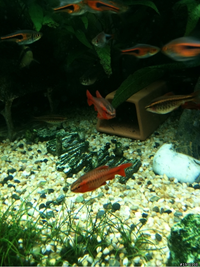 (台南市)這些燈科魚+水草~詳見內容