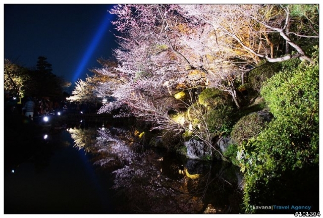 ＜春。京都花見＞清水寺夜間特別拜觀。夜櫻之美 無須滿開。