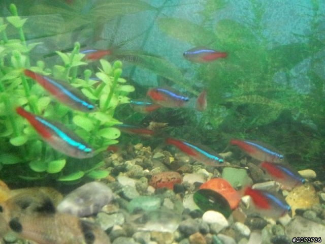 我家魚缸進化史~