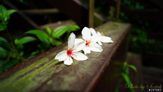 桐花開，賞桐趣
