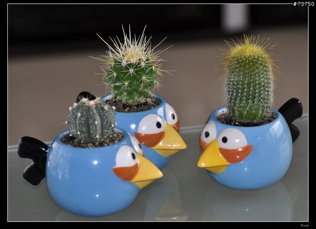Angry birds 憤怒鳥馬克杯變身為憤怒仙人掌!