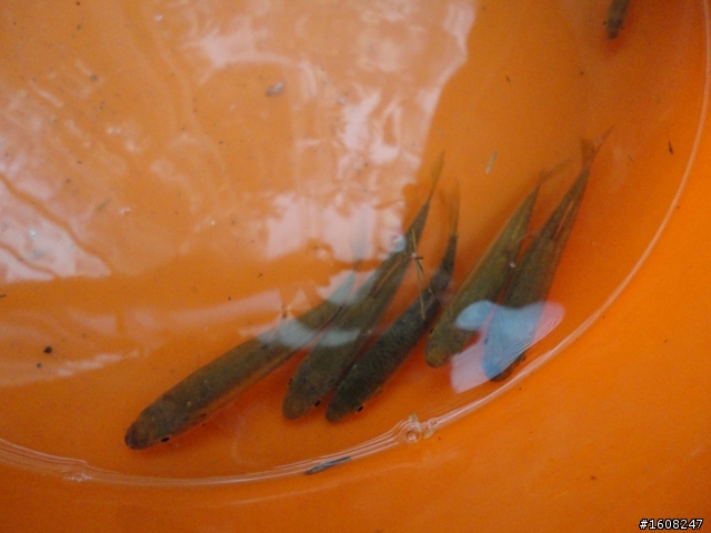 4/2銅鑼鄉新雞隆釣魚樂~已經全部放生