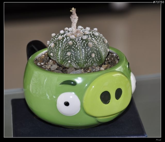 Angry birds 憤怒鳥馬克杯變身為憤怒仙人掌!