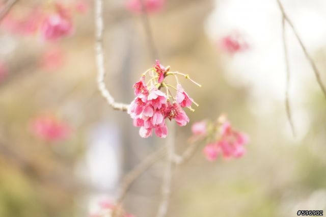 400元老鏡試拍第二彈 皇居旁的櫻花（ 圖超多 慎入）