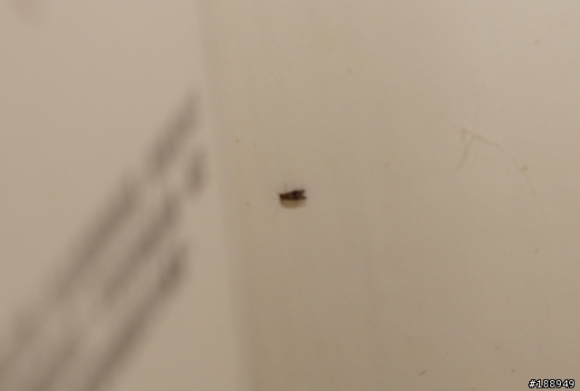 請問這是什麼蟲？租屋處出現一堆小黑蟲
