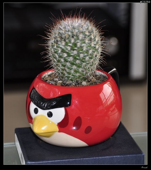 Angry birds 憤怒鳥馬克杯變身為憤怒仙人掌!