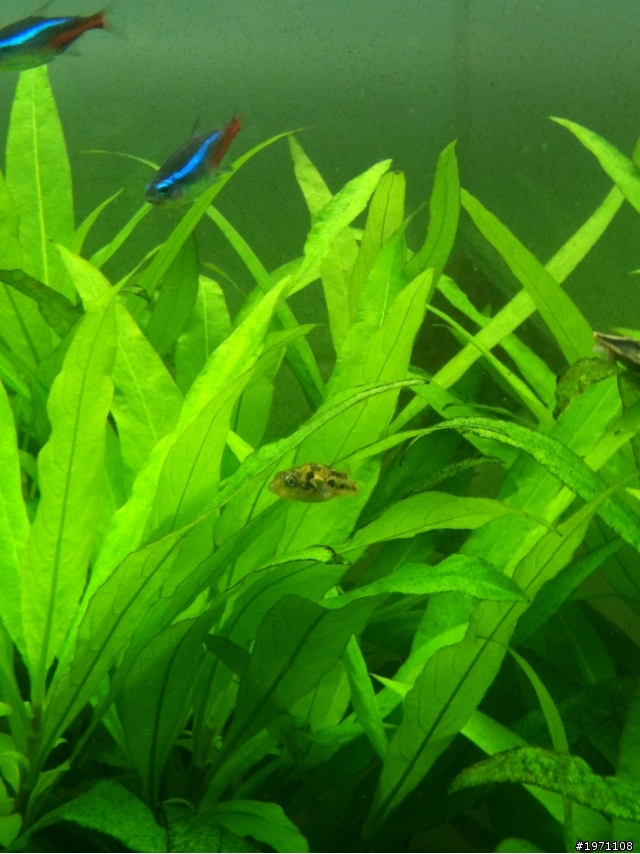 (台南市)這些燈科魚+水草~詳見內容