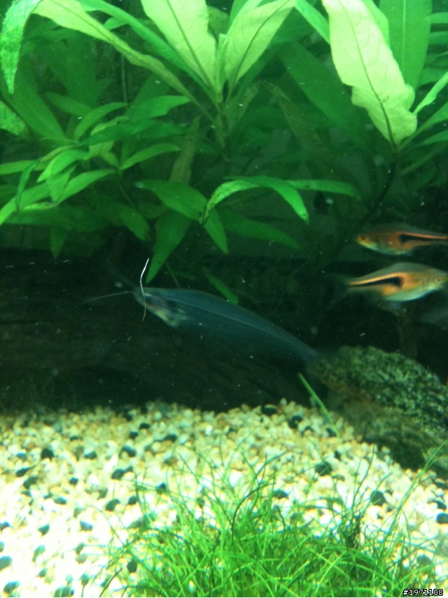 (台南市)這些燈科魚+水草~詳見內容