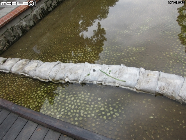 新莊也有清溪川‧‧‧真的嗎？