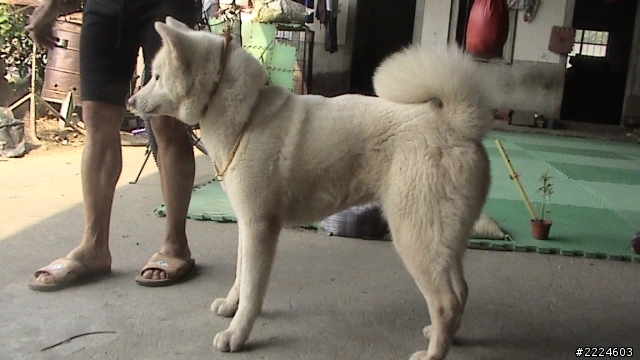 可貼秋田犬圖片讓大家看嗎?