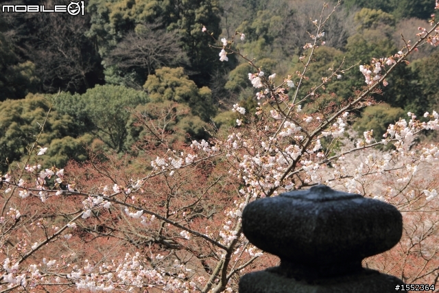 4/7-4/13關西7天6夜賞櫻鐵腿行day02