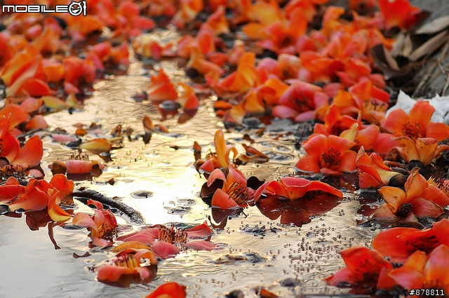 最美的木棉花道-101年林初埤