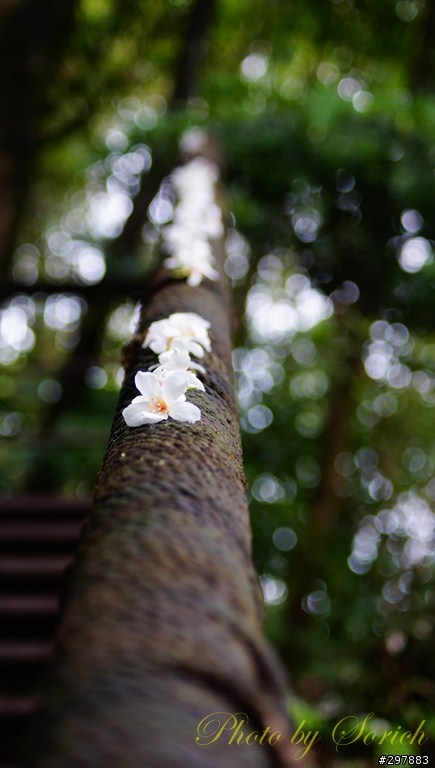 桐花開，賞桐趣