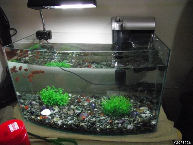 我家魚缸進化史~